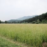 invertir en lotes y terrenos ZMG